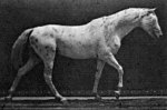 Muybridge Horse
