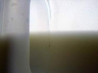 milk bottle